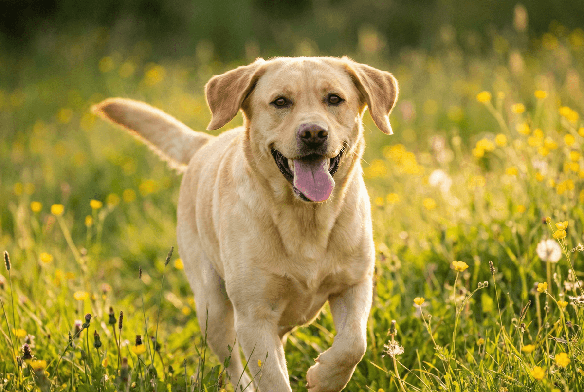 How to Tell if Your Dog is Happy: 5 Key Signs